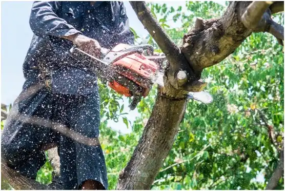 tree services Bonneau Beach
